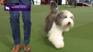 Bearded Collies  Breed Judging 2023 [upl. by Llennoj]