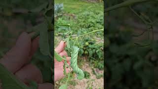 Tomato hornworm damage gardening [upl. by Demitria]