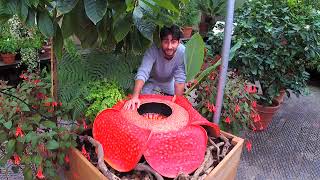 Facebook LIVE The worlds largest flower Rafflesia [upl. by Ludewig881]