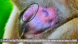 What happened on newborn monkey head The new mother MONNY taking care baby well [upl. by Leinehtan]