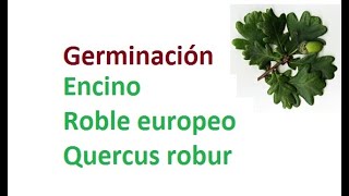 Germinación Encino  Roble Europeo  Quercus robur  Anum [upl. by Purpura672]