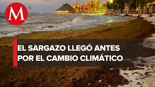 Cambio climático adelanta la temporada de sargazo en México [upl. by Asirret50]