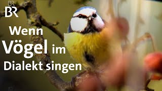 Wer pfeift denn da Stimmen erkennen mit dem Vogelphilipp  Schwaben amp Altbayern  BR [upl. by Aneez275]