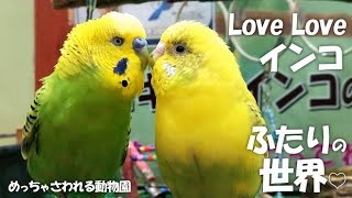 らぶらぶセキセイインコさん【めっちゃさわれる動物園】くちばしツンツン Love Love でノリノリっ⤴ [upl. by Nivlak]