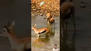 Crocodile meat deer crossing the river  Bầy nai sang sông bị cá sấu ăn thịt [upl. by Lurleen]