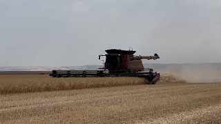 Harvesting Canola [upl. by Zielsdorf]