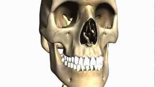 Foramina of the Skull and Cranial Fossae  Anatomy Tutorial PART 1 [upl. by Peterus320]