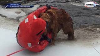 Firefighters rescue dog from icy pond [upl. by Oinotnaocram]