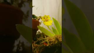 Psygmorchis pusilla orchid blooming time lapse orchid plantastix timelapse miniorchid [upl. by Iridissa]