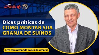 Como montar granja de suínos  DICAS PRÁTICAS [upl. by Enerol]