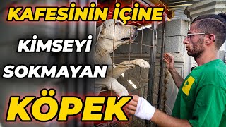 Geri Adım Attığında Aniden Saldıran Köpek  ATAK DİŞİ Soner Çıldırdı [upl. by Rosenblum]