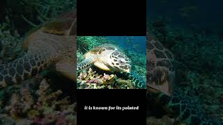 Hawksbill sea turtle [upl. by Di]