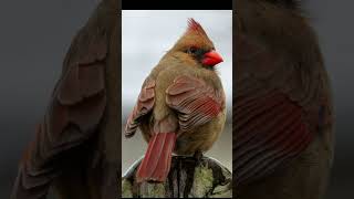 EP 15 Northern Cardinal  Bird Song [upl. by Yhtimit]