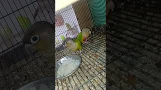 Small CONUR breeding progress video🙏❤️ shortvideo trending viralvideo conure [upl. by Arramahs958]