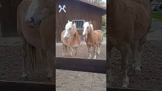 2 Haflinger🥰😍gehören nicht mir❤️ [upl. by Eninaej]