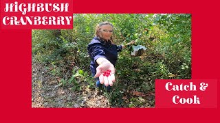 Highbush Cranberries The Ins And Outs Of Harvesting Highbush Cranberry And Making Jelly [upl. by Atnahsa]