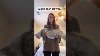 Maine Coon Huge Growth [upl. by Kelula]