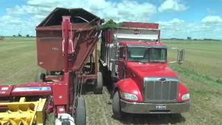 Chopping and Bagging Alfalfa [upl. by Vaientina]