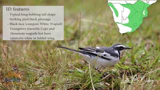 African Pied Wagtail  Calls [upl. by Anertac]