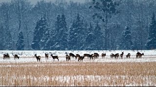 Jägerprüfung Niedersachsen Quiz Ansprechübungen Rehwild im Winterhaar [upl. by Ann]