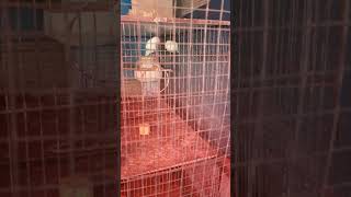 Love birds male female 😂 yt birds birdcage cage [upl. by Orat]