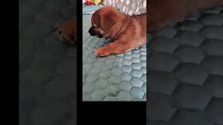 Angry puppy barking sound angrypets cuteanimal angrypuppy cutepuppy angrydog cutepet [upl. by Eseuqram]