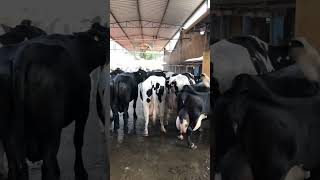 🔴  DAIRY COWS  HOLSTEIN Cattle ✅ Biggest Bulls And Cow [upl. by Galliett]