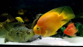 Green Texas VS Parrot Cichlid Fight till win [upl. by Bette420]