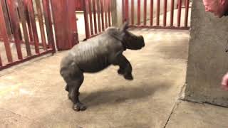 Rhino calf plays with zoo keeper [upl. by Anica]