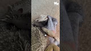 Bearded Dragon🦎 A Dinosaur But Very Friendly One animals [upl. by Adym229]