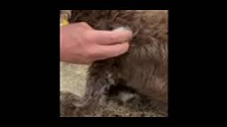 How to apply a Freestyle Libre sensor on a diabetic dog [upl. by Essam]