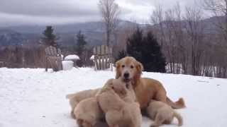 Butternut Goldens  Mother Playing With Her Pups [upl. by Jillana174]