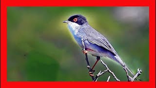 Sardinian Warbler Song Sardinian Warbler Call  Curruca Cabecinegra Canto  Sylvia Melanocephala [upl. by Angadresma103]