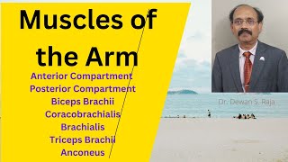 Muscles of the Arm [upl. by Annez]