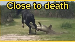 10 times animals messed with the wrong opponents [upl. by Nuyh]