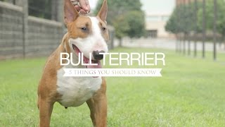 BULL TERRIER FIVE THINGS YOU SHOULD KNOW [upl. by Englis]