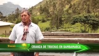 Crianza de Truchas en Bambamarca [upl. by Stroud]