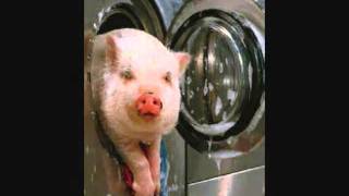 La chanson du sale cochon par Robin Belfond [upl. by Aremmat]