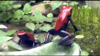 Poison Dart Frogs  My Red Galact feasting on Fruit Flies [upl. by Enyawal]