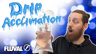 HOW TO Drip Acclimation for New Aquarium Fish [upl. by Adim453]