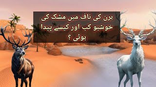 Haran ki Naaf ma Mushk ki Khushbo kab aur kesy Peda hoi [upl. by Annaira594]