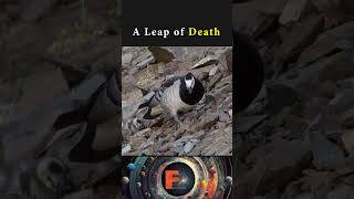 A Leap of Death funfacts nature [upl. by Llehcar242]