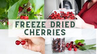 Freeze Drying Food  How to Freeze Dry Cherries [upl. by Parthen]