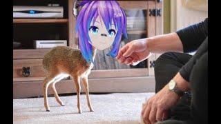 Dik Dik Projekt Melody In its natural habitat [upl. by Adnuahs]