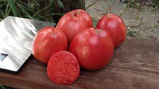 The Biggest Oxheart Tomato Upstate Oxheart [upl. by Miller]