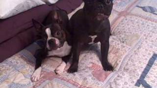 Boston Terrier and French Bulldog jawing at each other [upl. by Ahsemit142]