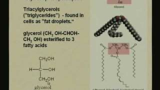 Lecture  13 Lipids and Membranes 1 [upl. by Neelra735]