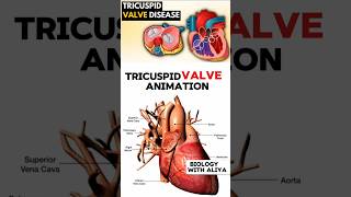 Tricuspid Valve Animation medical animation 3d short  BiologywithAliya [upl. by Euqinimod]