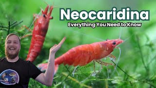 Neocaridina Shrimp  Everything You Need to Know [upl. by Eirrol638]