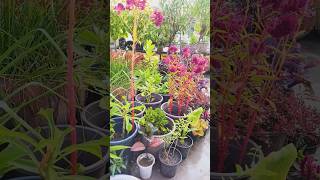 Best Powerful Khad gardening amanterracegarden garden gardendesign fertilizer organic khad [upl. by Arahsat]